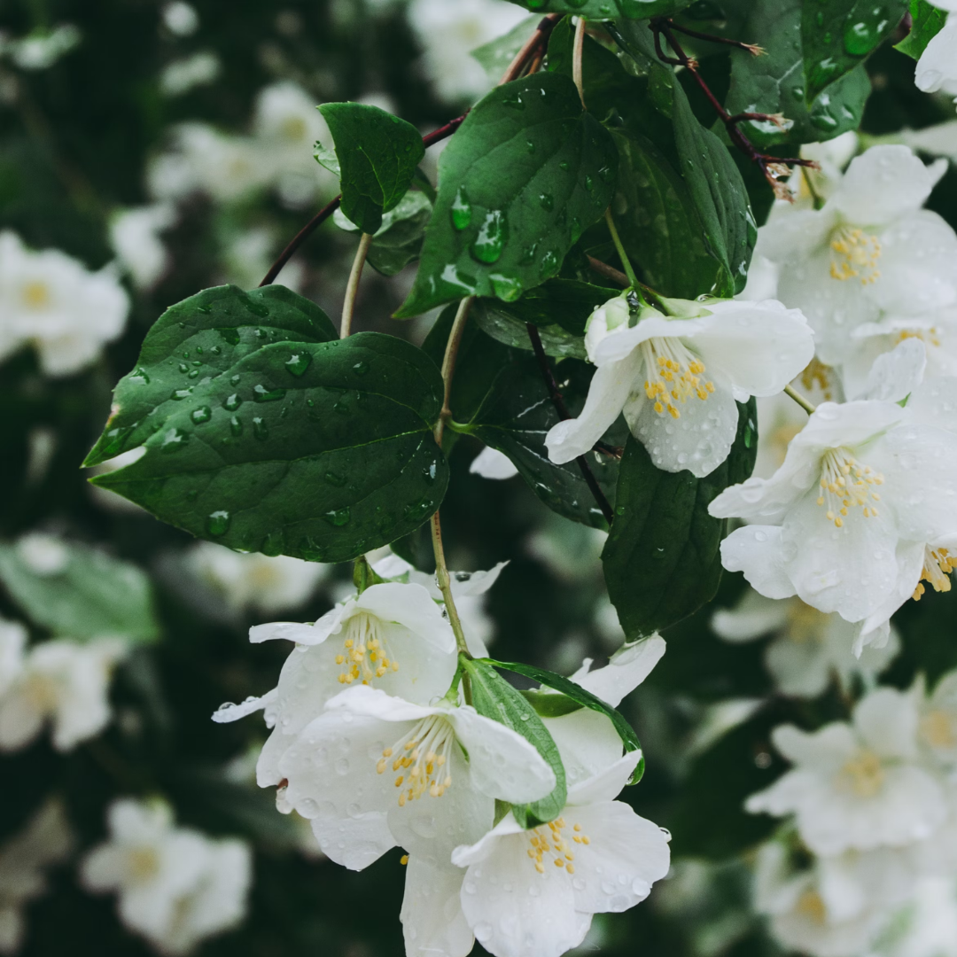 Jasmine Sambac Absolute (10%)