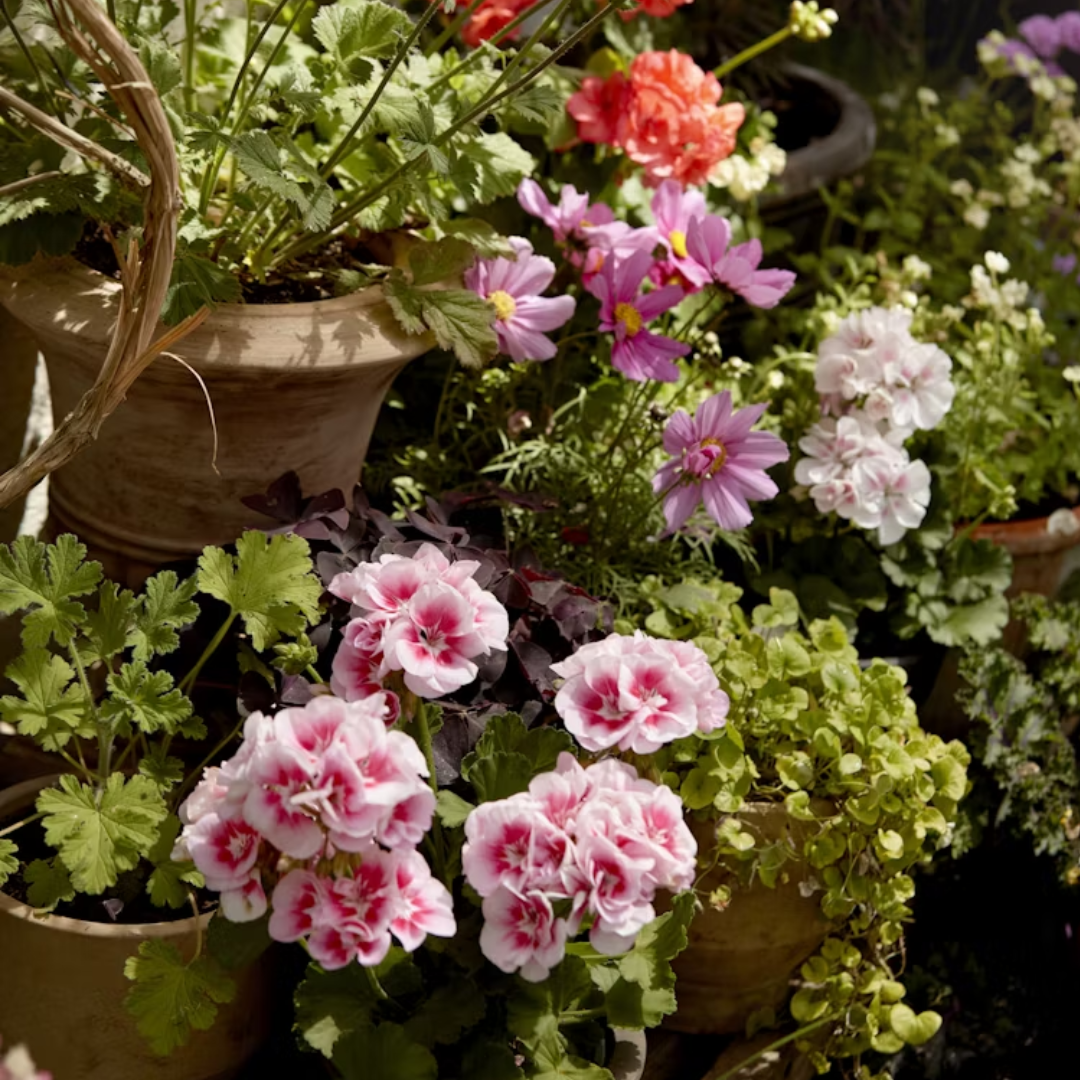 Geranium Absolute (10%)