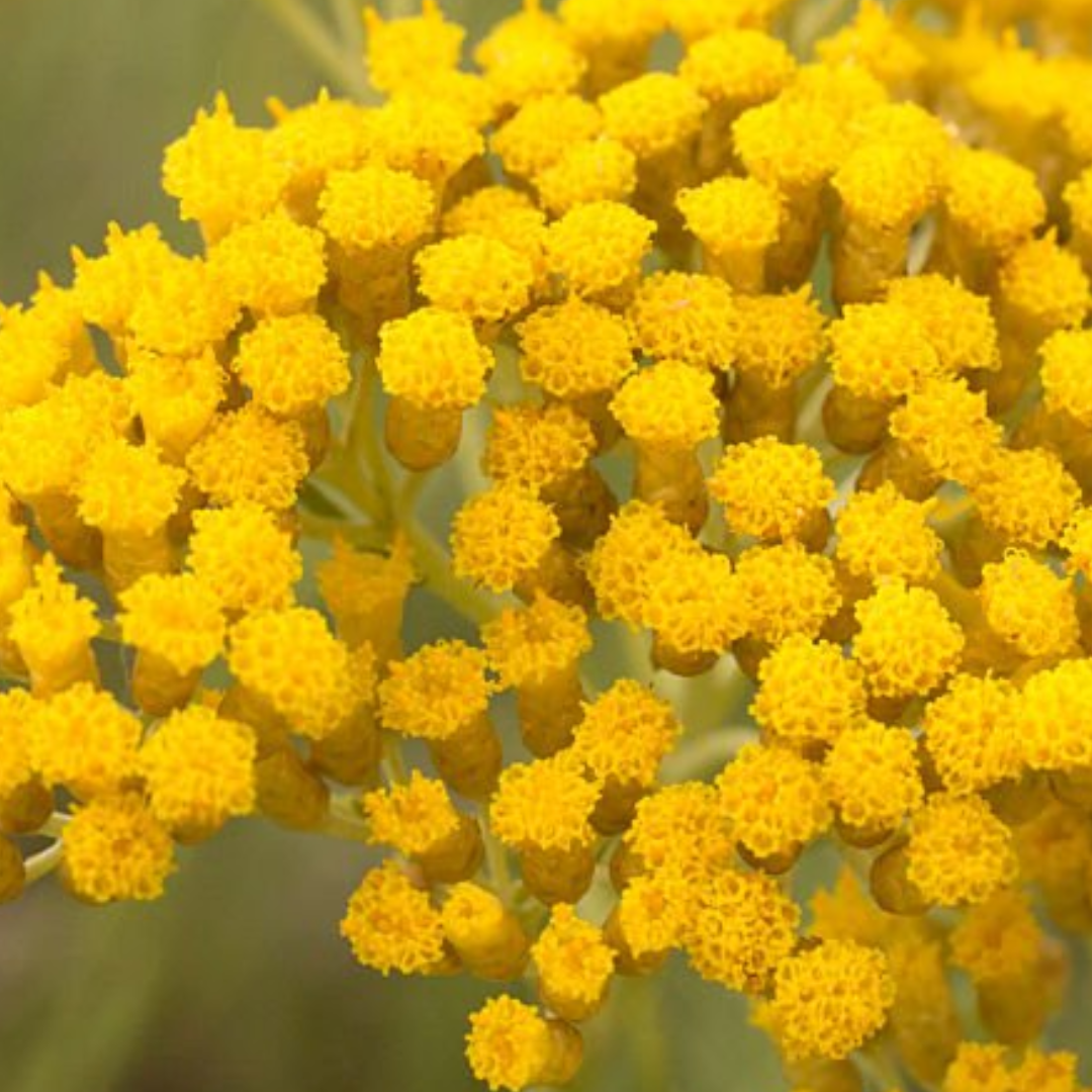 Helichrysum (Immortelle) Oil (10%)