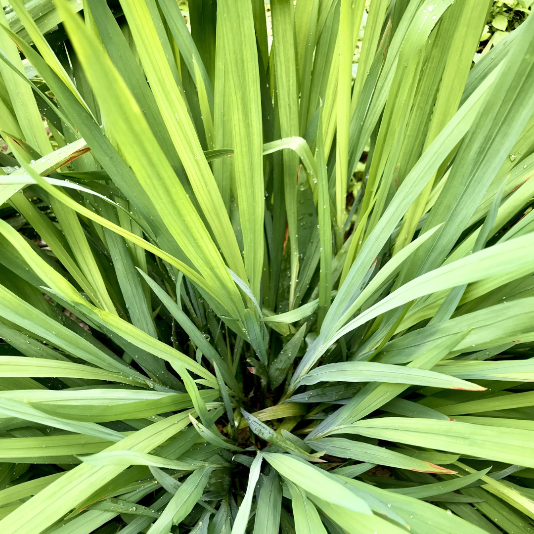 Palmarosa EO (10%)