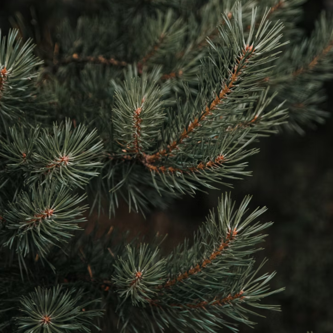 Myrcene