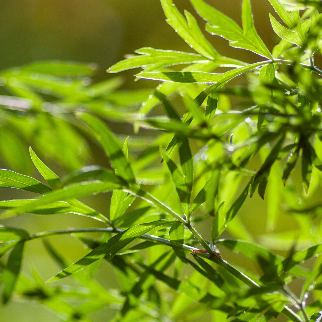 Linalool