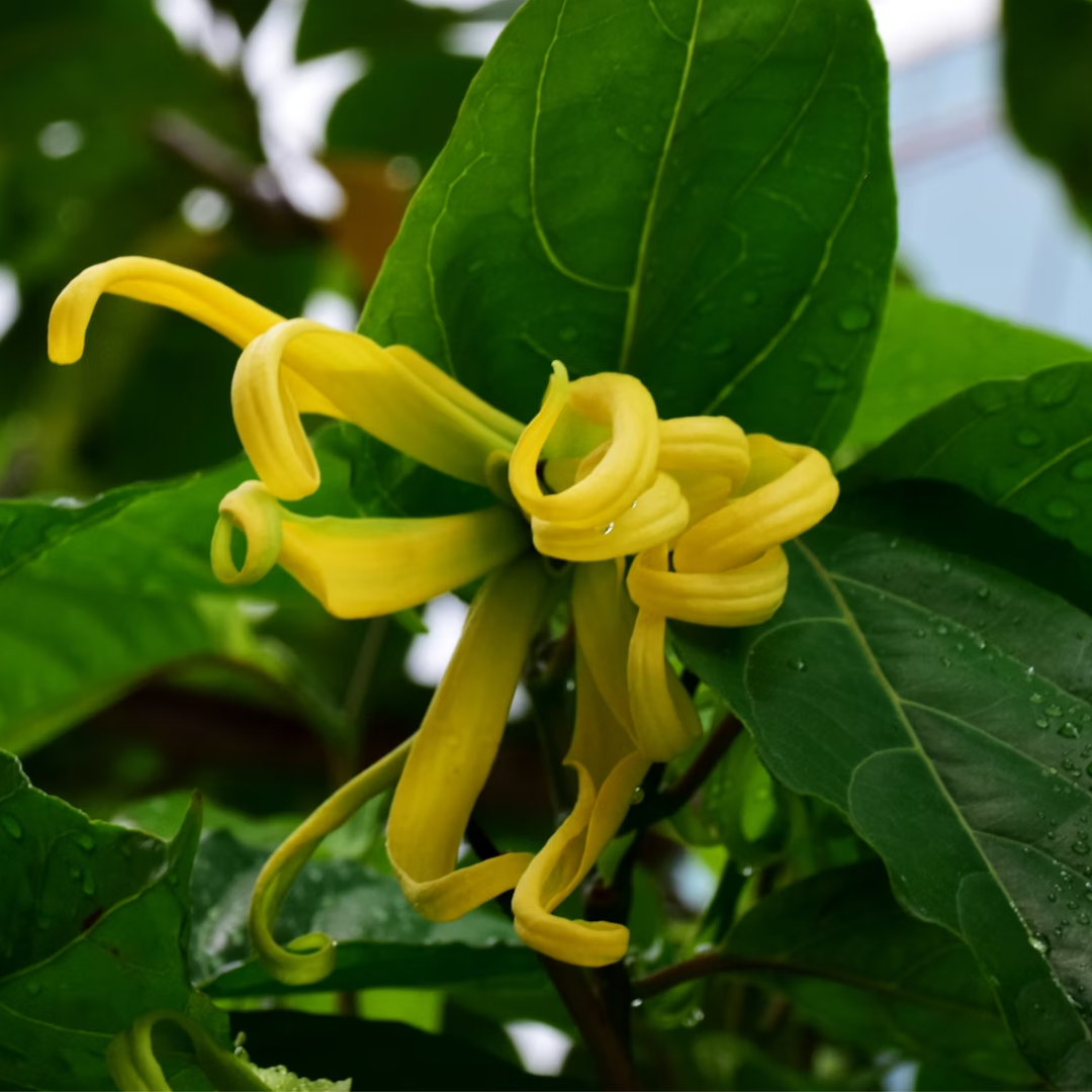 Ylang Ylang (10%) - Complete